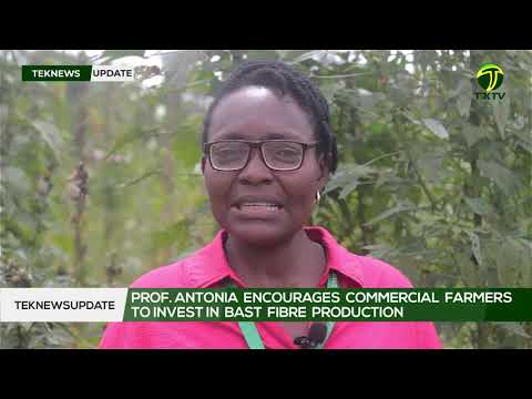KNUST : BAST Fibre production can develop Ghanaian Industries according to research by Prof. Antonia
