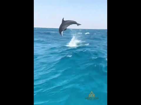 Tanz der Delfine Hurghada | Delfin Ausflug Hurghada #dolphins #delfin #Ägypten #hurghada