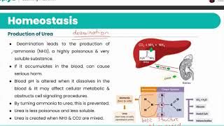 Cambridge International A Levels - Biology [9700] - Homeostasis in Mammals
