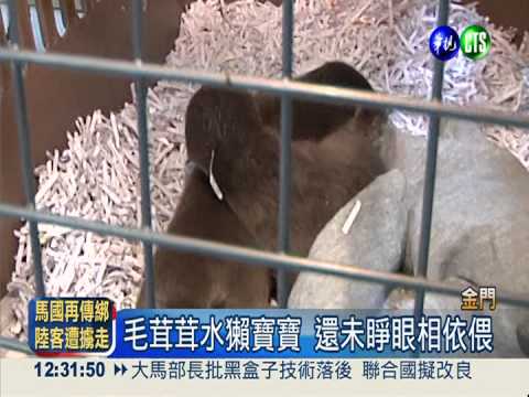 金門工地驚見 瀕絕歐亞水獺寶寶
