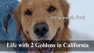 My dog's first snow! Living with 2 goldens, driving 4 hrs for my dogs' snow adventure, dogtrovert