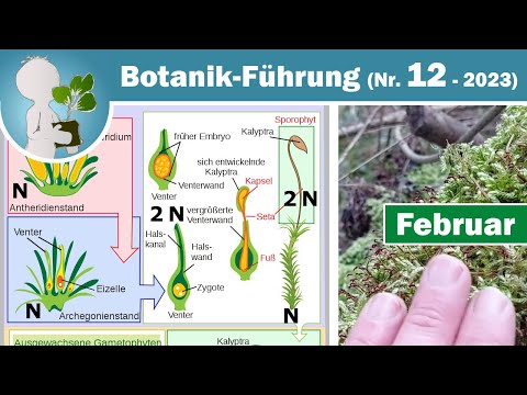 Generationswechsel Moos/Moose (Botanik Wissen & Wildkräuter Doku 08. Februar)