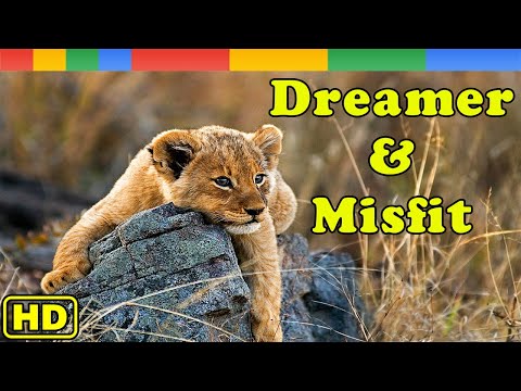 [Nat Geo Wild] Dreamer & Misfit - The Friendship In Nsefu Lion Pride -  Animals Documentary Nature