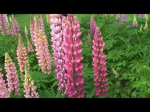 John O'Callaghan & Audrey Gallagher - Bring Back The Sun (Max Graham and Protoculture Remix) (Sali)