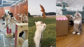 【絶対笑う】おもしろ猫動画集　かわいい猫3連発 #short #猫