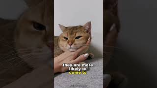 Why some people attract cats? #cat