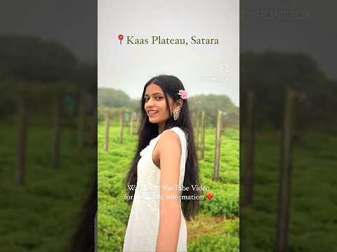 Exploring this Magical Wonderland of Maharashtra | Kas Pathar Satara | Kaas Plateau #flowers