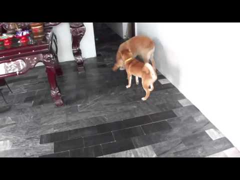 滷蛋與咪嚕相見歡(原發表者:lalahuang1)(影片)