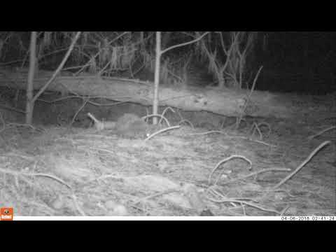 Hedgehog exploring the forest