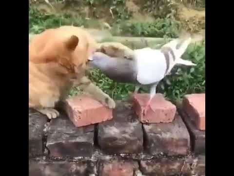 Cat Vs Pigeon Who Won!#Shorts