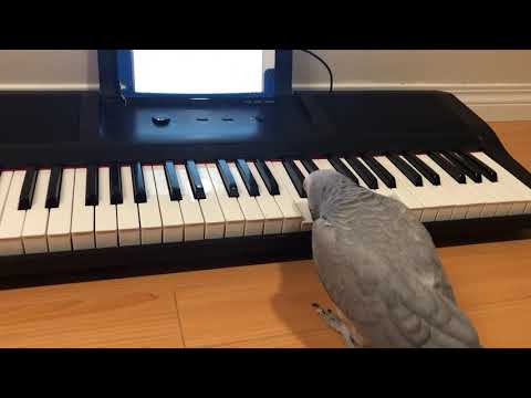 התוכי הזה מנגן על פסנתר יותר טוב ממני!