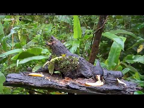Panama Fruit Feeder Cheeky Squirrel and Birds 2018 01 07