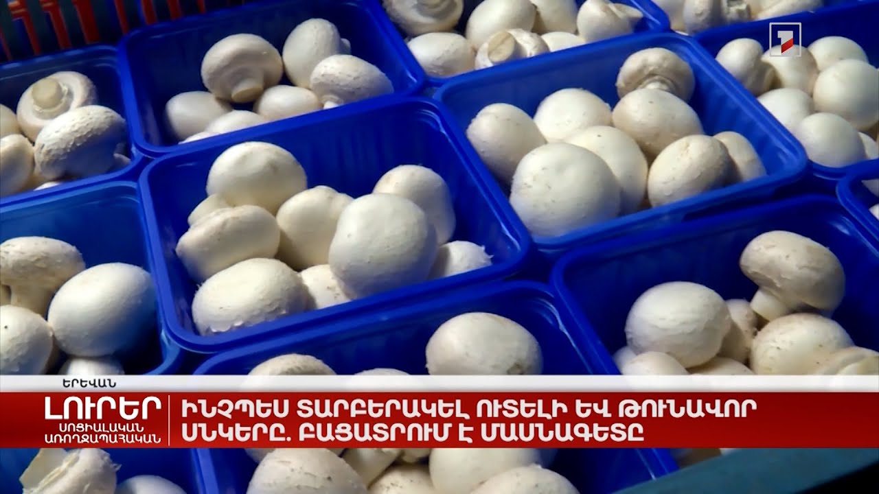 Ինչպես տարբերակել ուտելի և թունավոր սնկերը. բացատրում է մասնագետը