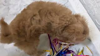 ハーフ犬の動画01