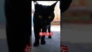 猫が魚を盗み食い→先輩にバレて全力逃走する瞬間が面白すぎた【猫あるある｜AIアニメ】