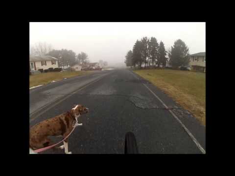 Otto and Olive go around the block 1 2013