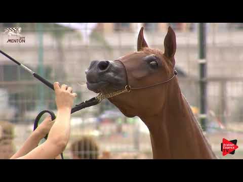 N.27 AL SHEILA - Menton 2019