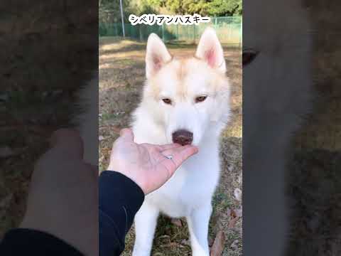 ボーダーコリー – 4本足のアインシュタイン