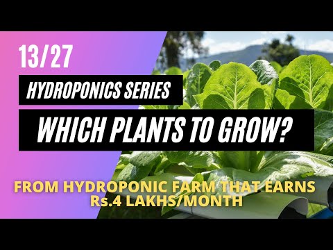 Which plants you should grow in hydroponics? | 13/27