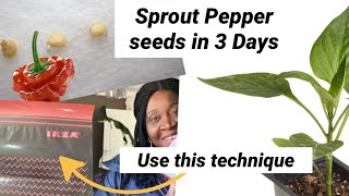 Germinate Pepper Seeds Using Paper Towel Method|  Sprout Pepper Seeds  Fast