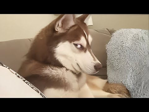 When a husky is 99% drama with an empty mind 🤣