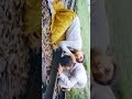 Kanne Kalaimane Video Song Moondram Pirai Kamal Haasan Sridevi Ilaiyaraja