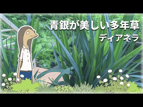 ベルランディエのダシリール、ダシリリオン・ベルランディエリ