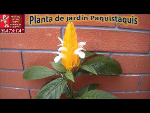 Paquitasquis - PACHYSTACHYS LUTEA