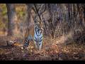 Tadoba - The Tiger's Haven