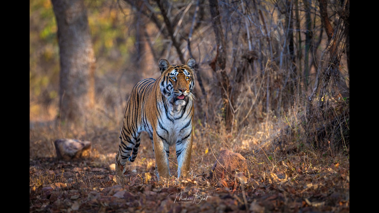 Tadoba - The Tiger's Haven