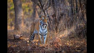 Tadoba - The Tiger's Haven