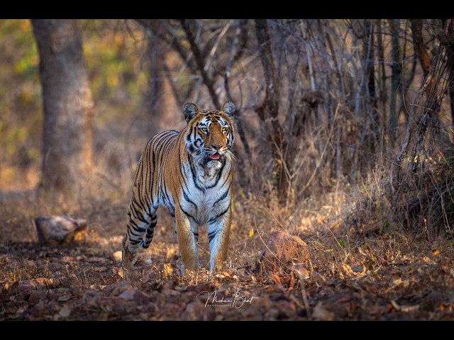 Tadoba - The Tiger's Haven