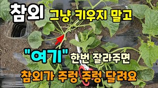 참외 그냥 키우지 말고 여기 한번 잘라주면 참외가 주렁 주렁 달려요 #참외농사