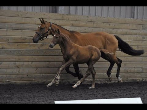 Foal & Embryo Auction Online | Farringdon GT