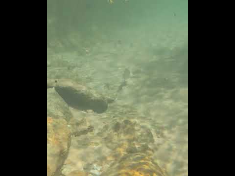 mergulho livre na Praia do Pequizeiro