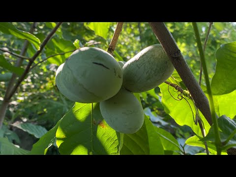 My Wild pawpaw trees are producing well this year