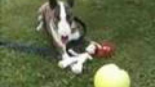 MY DOGS - GREATEST HITS (ON THE ROAD AGAIN)