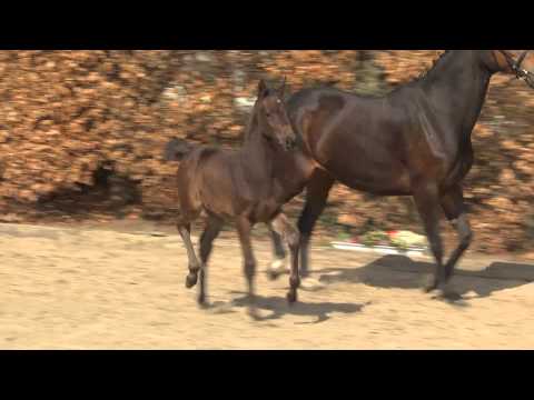 Stutfohlen v. Cormint - Contender