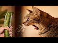 CATS Vs CUCUMBER PICKLE CATS FUNNY Cats Compilation Try Not To Laugh