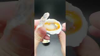 IWATANI炙りやに乗せたらまさに本物ww○丸水産もビックリ!?『ぷにゅっと!?開く!貝の浜焼きマスコット弐』ガチャやってみた♪#ミニチュア#浜焼き#磯丸水産#食品サンプル#ガシャポン#新発売
