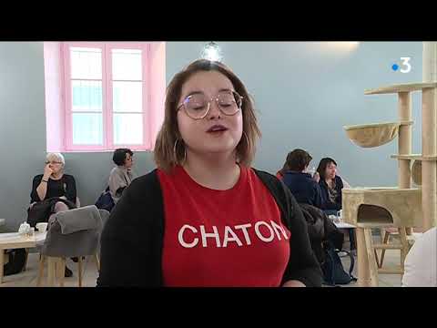 Un bar à chat ouvre ses portes à La Rochelle