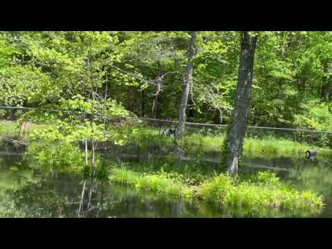 240521 Heron On Center Pond -Goldy's Farm (FB 1244)