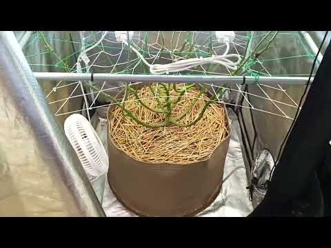 Dominion Seed Company Strawberry D-Luxe and Cherry Berry. Grow update.
