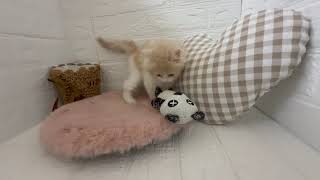 スコティッシュフォールドの動画01