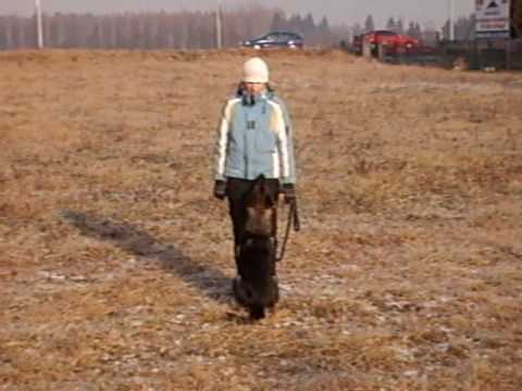 Mia od Natálky - obedience