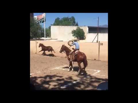 martin perea mijares piales saltillo