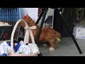 Cavapoo dogs for sale: Missy - Video 1
