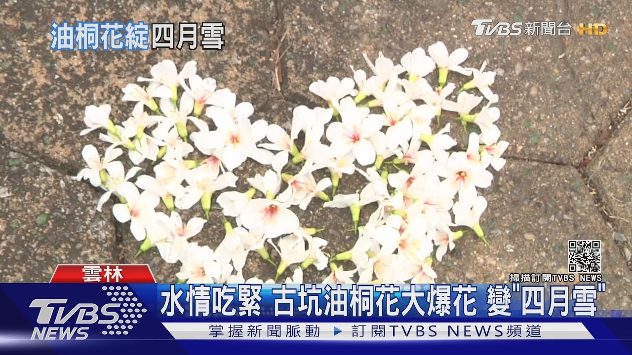 水情吃緊古坑油桐花大爆花 變「四月雪」
