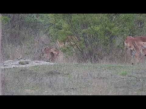 Djuma: Impalas with two new little lambs - 16:32 - 11/04/21