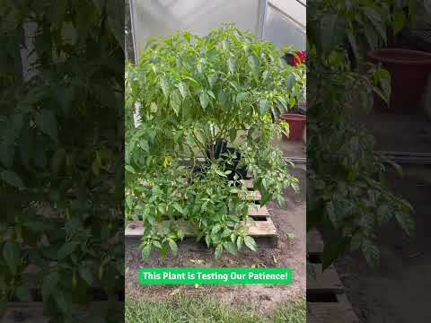 The Plant that Requires the Most Patience! 🌶️
